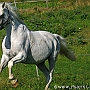 Hessisches_Warmblut 21 (16)